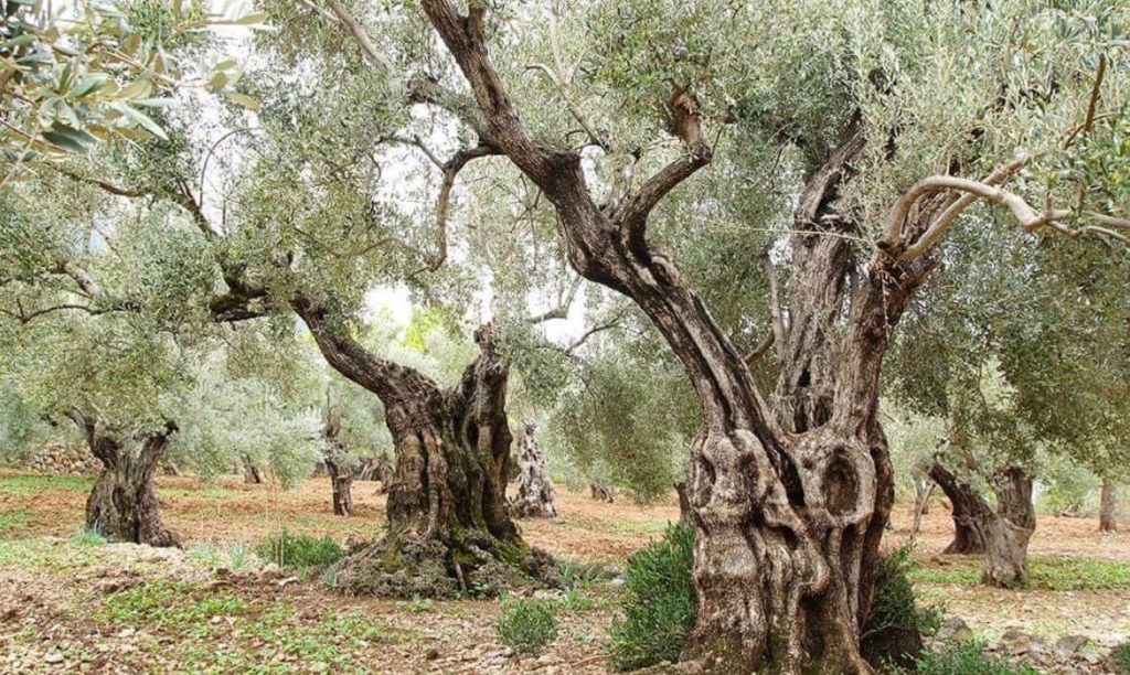 Olive Trees